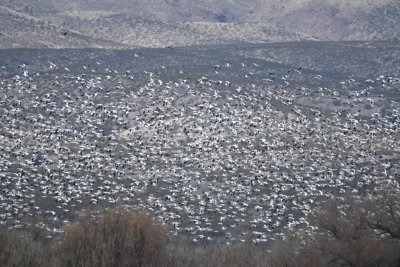 Thousands of Snow Geese flying over the lake at Bosque del Apache NWR