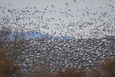 DSC_3336b.jpg