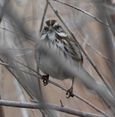 Song Sparrow