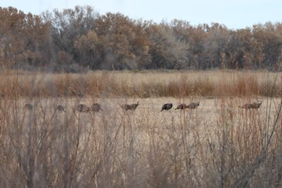 On the north side of the north end of the North Loop, we saw Wild Turkeys in a field.