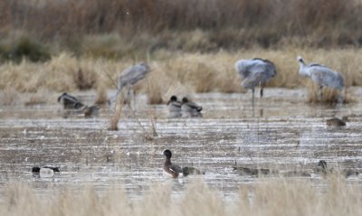 American Wigeon in the 'Mallard marsh' at the NW corner of the North Loop
