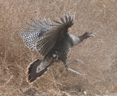 DSC_3521b.jpg