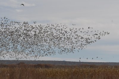 A cloud of Snow Geese