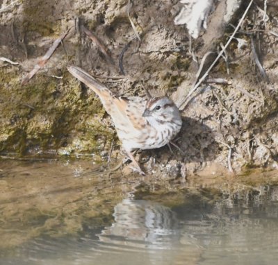 Song Sparrow going for a drink in one of the canals