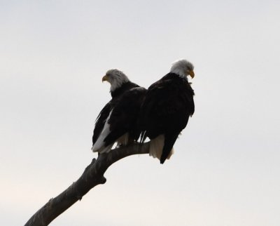 Two Bald Eagles