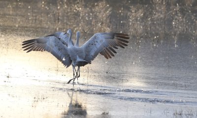 DSC_3722b.jpg