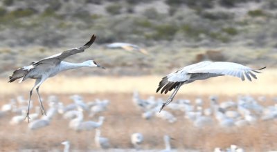DSC_3837b.jpg