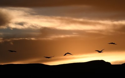 As the sun went down, the colors in the sky changed from moment to moment and the cranes kept flying in to roost.