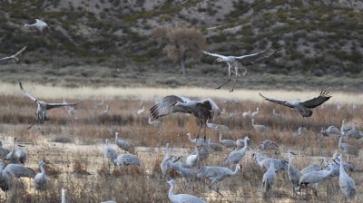 DSC_3914b.jpg