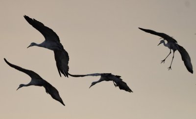 DSC_3923b.jpg