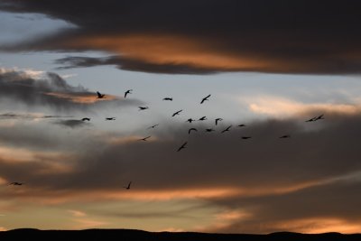 DSC_3956b.jpg