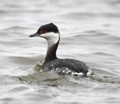 On the afternoon of January 1, we drove around Lake Hefner and saw several Horned Grebes like this one.