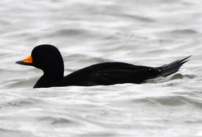 One of our target birds for the day was this Black Scoter, though it didn't come close enough to get a good photo.
