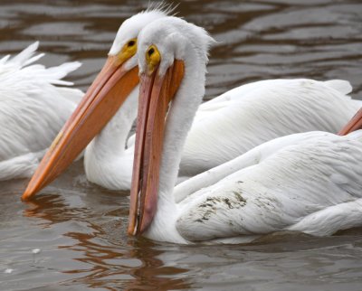 American White Pelicans--there were more than 300 in various locations around the lake