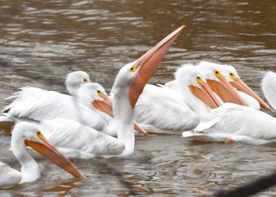 American White Pelicans in the canal inlet