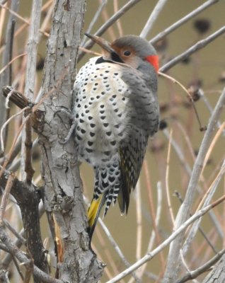 Male Yellow-shafted Northern Flicker on a small tree along the canal into Lake Hefner