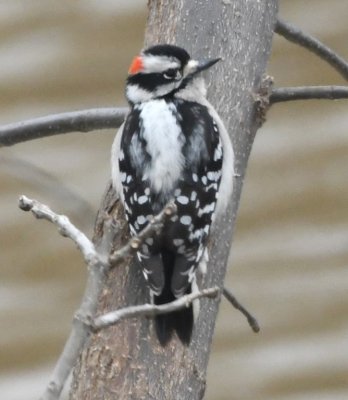 Male Downy Woodpecker along the canal