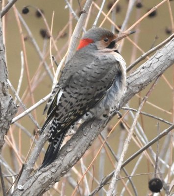 One of at least three Northern Flickers