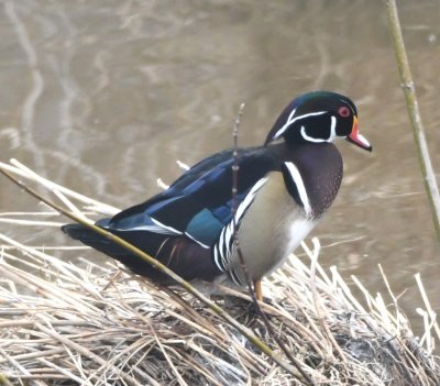 We were surprised to see a couple of male Wood Ducks in the canal.
