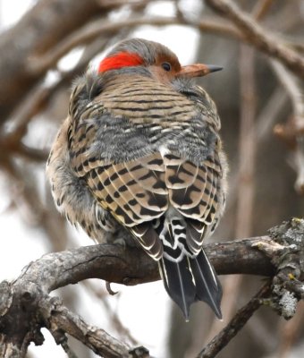Back view of one of at least three Northern Flickers