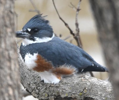 This female Belted Kingfisher was hiding in a small tree along the canal, not making photos easy.