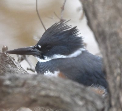 We could either see the body or the bill of this Belted Kingfisher.