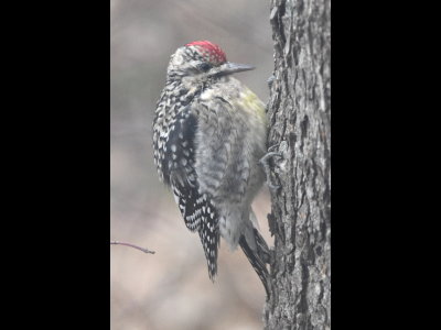 This male Yellow-bellied Sapsucker had visited our yard in December and we were happy to see it return on New Year's Day and days thereafter, poking holes in the pecan tree outside our back window.