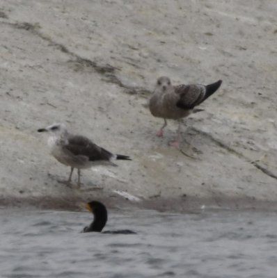 We saw these two gulls on the jetty at the lake; the one of the L appears to be an immature Lesser Black-backed Gull, while the one on the R, with pinkish legs, looks like an immature Herring Gull.