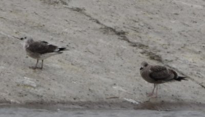 Possible Lesser Black-backed and Herring Gulls