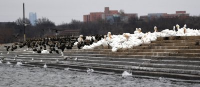 The N side of the jetty looked like the Roman Senate with cormorants on one side and white pelicans on the other.
