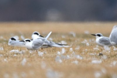 Forster's Terns among the gulls on the E side of Lake Hefner