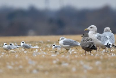 Forster's Terns, Ring-billed Gull, immature and mature Herring Gulls on the E side of Lake Hefner