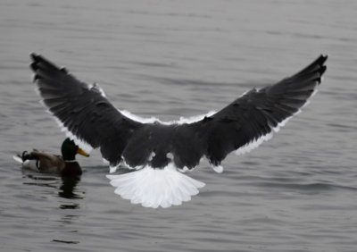 We drove over to Stars and Stripes Park and found another Lesser Black-backed Gull. It took off just as Mary was about to take a photo and she got this nice look at the wings and tail.