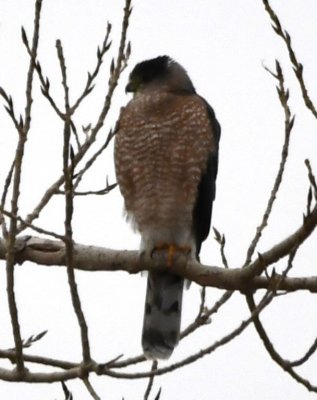 Cooper's Hawk near Hobie Point, Lake Hefner