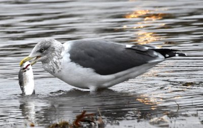 Lesser Black-backed Gull with a fish