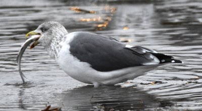 Lesser Black-backed Gull downing a fish