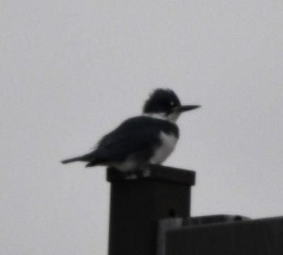 Male Belted Kingfisher on a pole next to the boat docks
