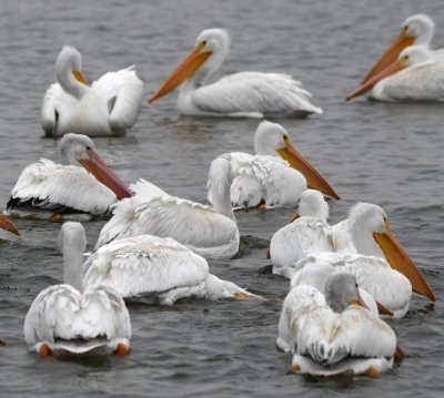 American White Pelicans near the inlet at Lake Hefner