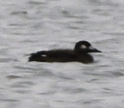 We had heard the White-winged Scoter was hanging out with the Black Scoter and finally found it in the same area.