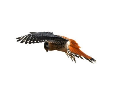 While we were birding, we heard from other birders that a Yellow-billed Loon had been seen from the dam, so we headed that way. On the N side of the dam, we saw this American Kestrel hovering.