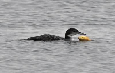 We found Jimmy W with his spotting scope and he had the Yellow-billed Loon in view, along with some Common Loons; this one had caught a fish (bream?).