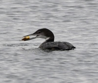 Common Loon with a fish off the dam at Lake Hefner