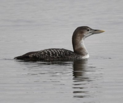 We finally got close enough to get a good photo of the Yellow-billed Loon.