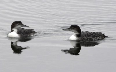 Two Common Loons that were 'hanging out' with the Yellow-billed Loon