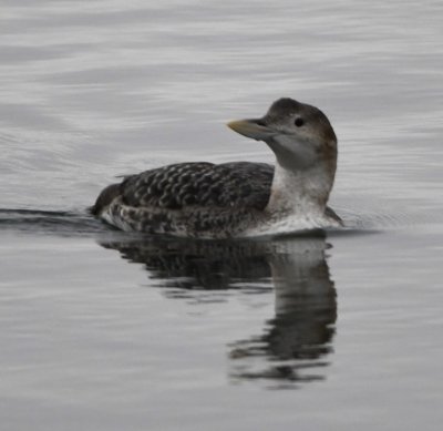 The yellow bill, as well as the overall size, of the Yellow-billed Loon was bigger than that of the Common Loon.