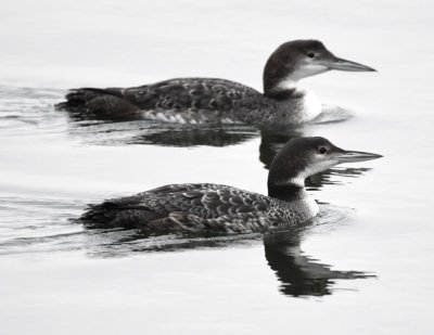 This looks like a black-and-white photo, but it was just that gray a day and the Common Loons were black and white themselves.