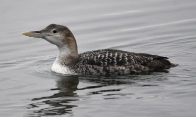 Yellow-billed Loon was lighter, browner and, of course, the bill was yellow(ish).