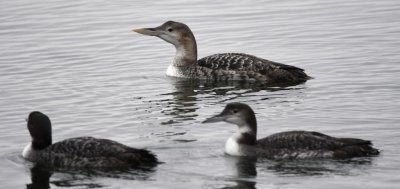 Comparative size and color of the Common and Yellow-billed Loons