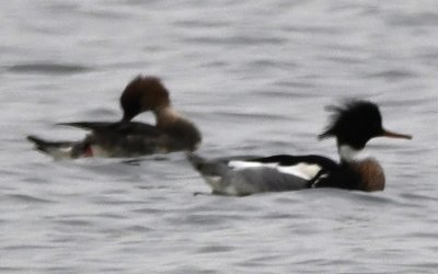 On the far NE end of the dam road, we saw a couple of large rafts of Red-breasted Mergansers to close out our excursion for the day.