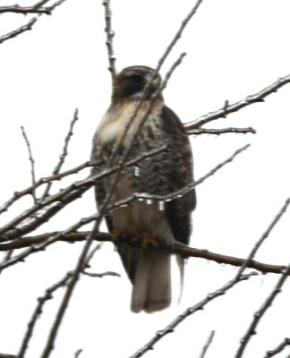On January 3, it rained, sleeted, then snowed and we did not leave the house. But this Red-tailed Hawk visited us in the Bois d'Arc tree.